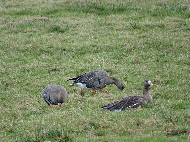 还要归功于 还要归功于